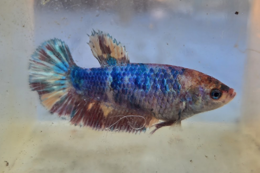 Siamese fighting fish Owned by other Betta splendens 