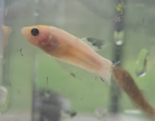 Siamese fighting fish Breeder Betta splendens 