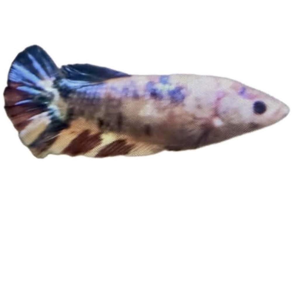Siamese fighting fish Owned by other Betta splendens 