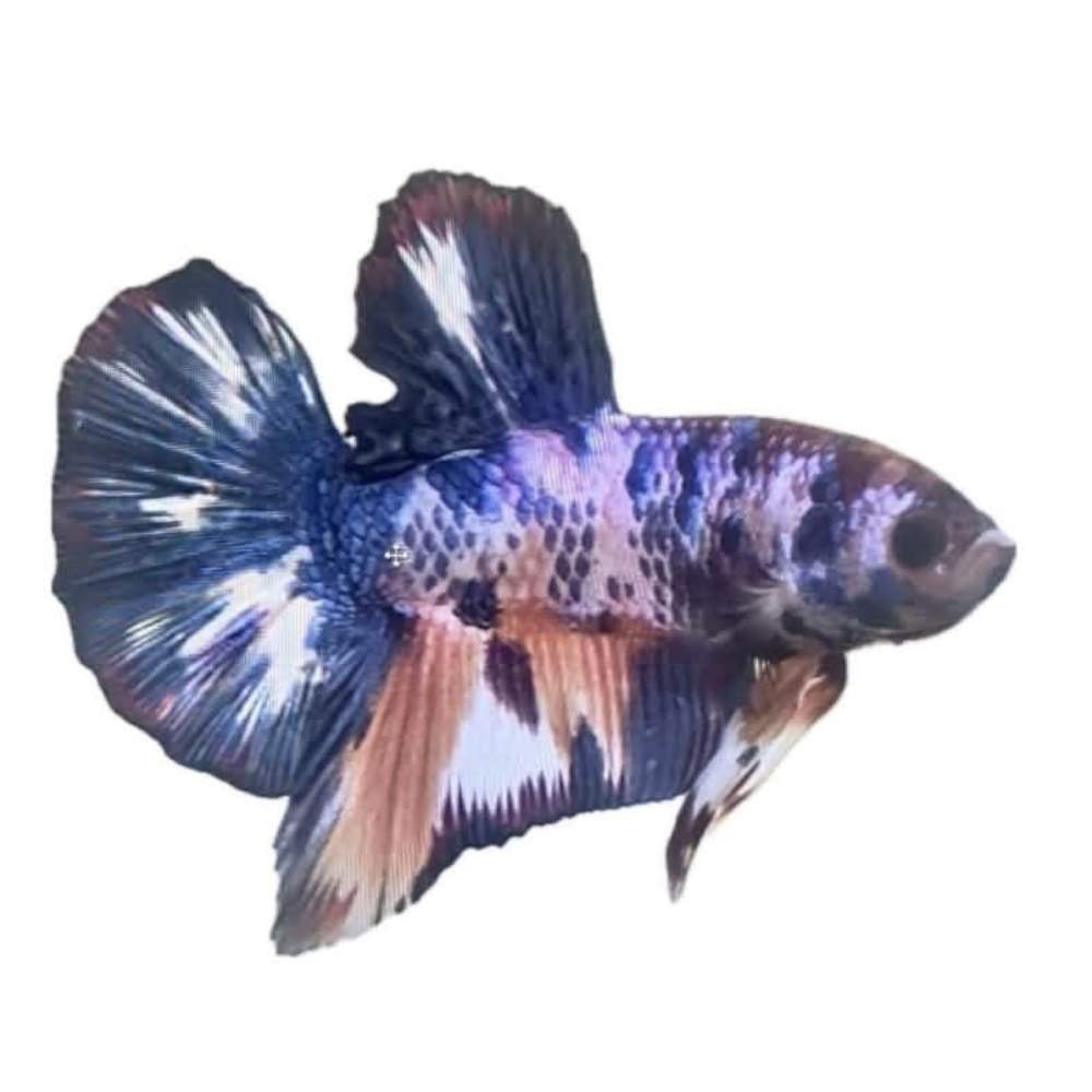Siamese fighting fish Owned by other Betta splendens 