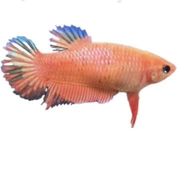 Siamese fighting fish Owned by other Betta splendens 