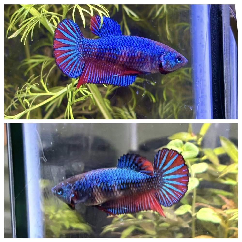 Siamese fighting fish Retired Betta splendens 