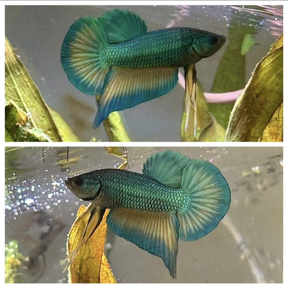 Siamese fighting fish Retired Betta splendens 