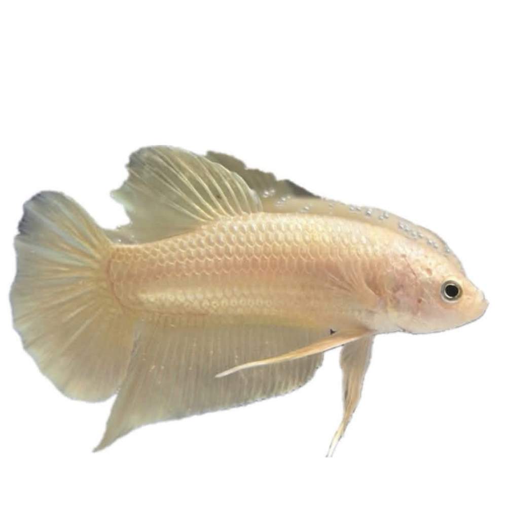 Siamese fighting fish Owned by other Betta splendens 