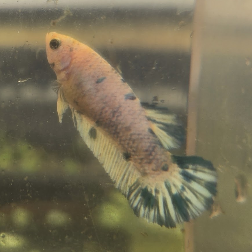 Siamese fighting fish Owned by other Betta splendens 