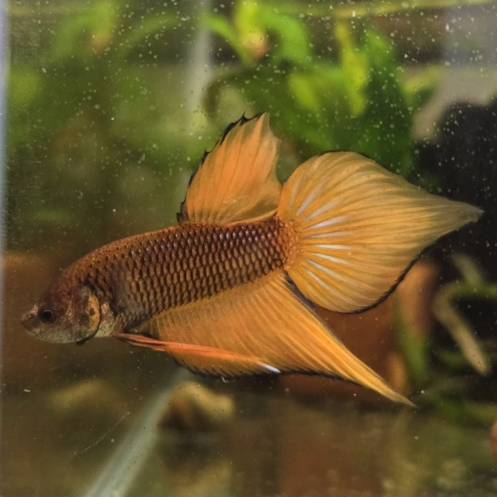 Siamese fighting fish Owned by other Betta splendens 