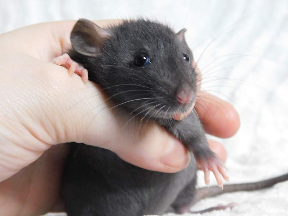 Fancy rat Pet only Rattus norvegicus 