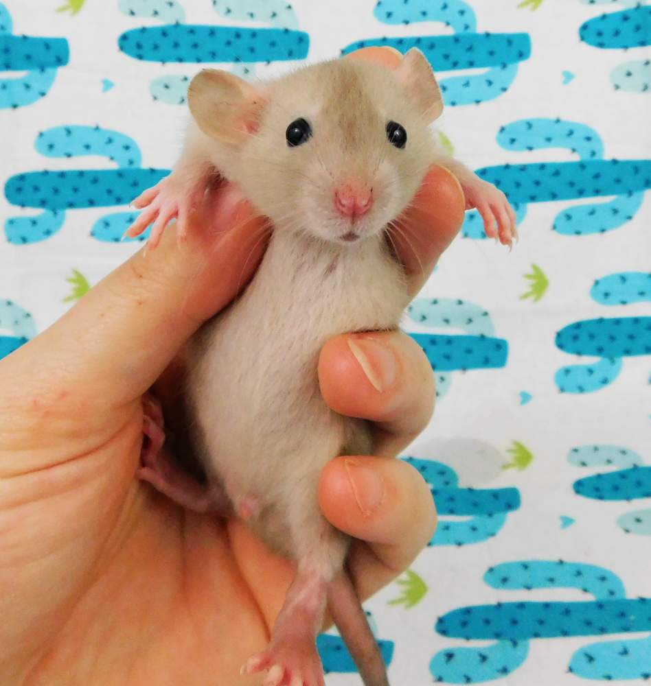 Fancy rat Breeder BLU Bardock 2811