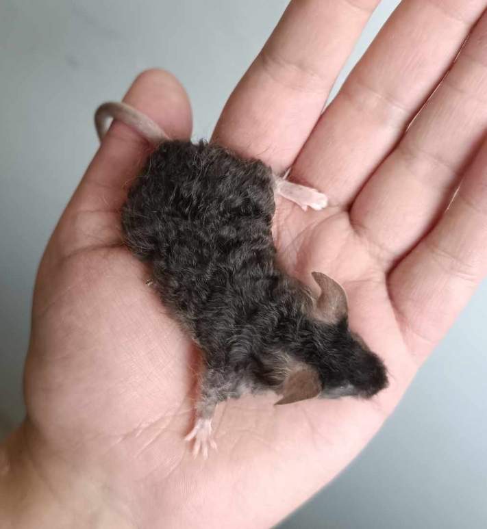 Fancy mouse Breeder Mus musculus 