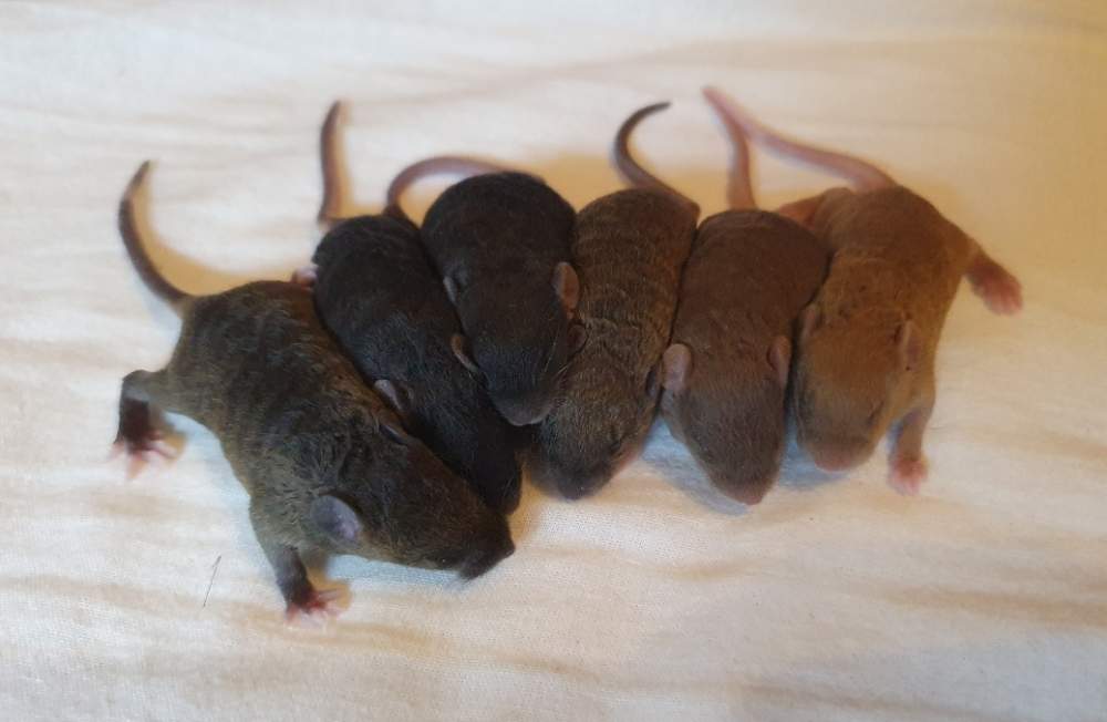 Fancy mouse Breeder Mus musculus 