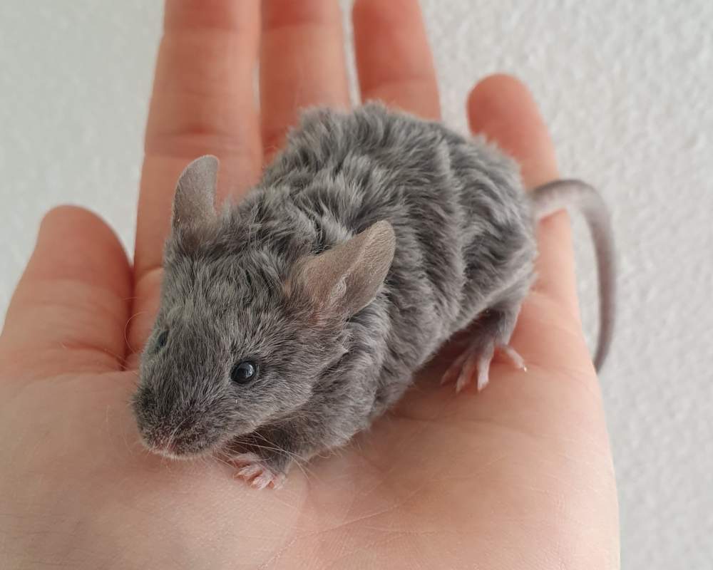 Fancy mouse Breeder Mus musculus 