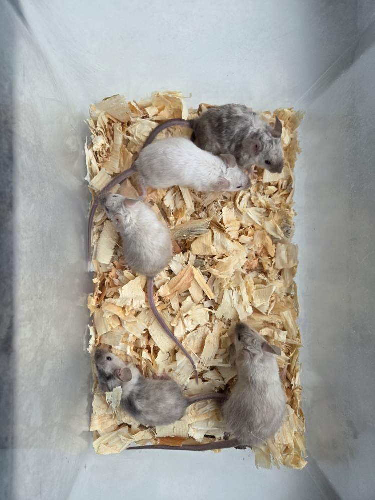 Fancy mouse Breeder Mus musculus 