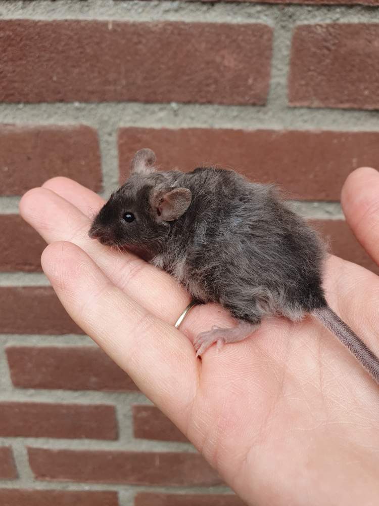 Fancy mouse Deceased Mus musculus 