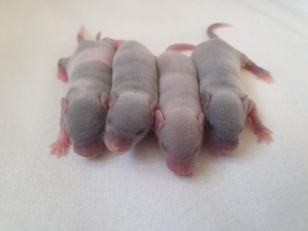 Fancy mouse Breeder Mus musculus 