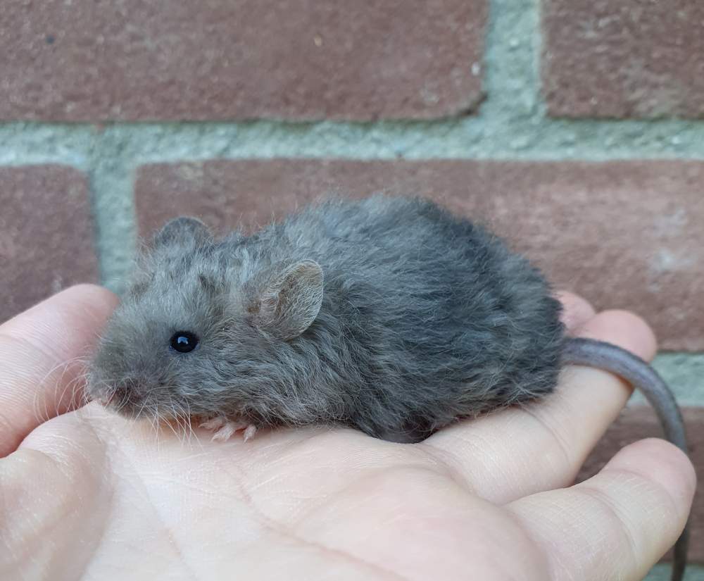 Fancy mouse Breeder Mus musculus 