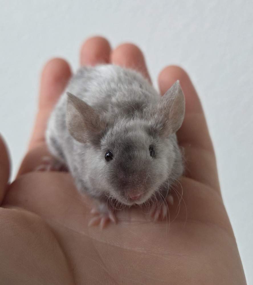 Fancy mouse Breeder Mus musculus 