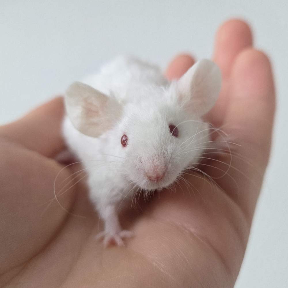 Fancy mouse Breeder Mus musculus 