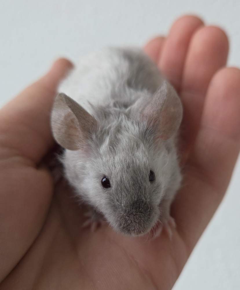 Fancy mouse Breeder Mus musculus 