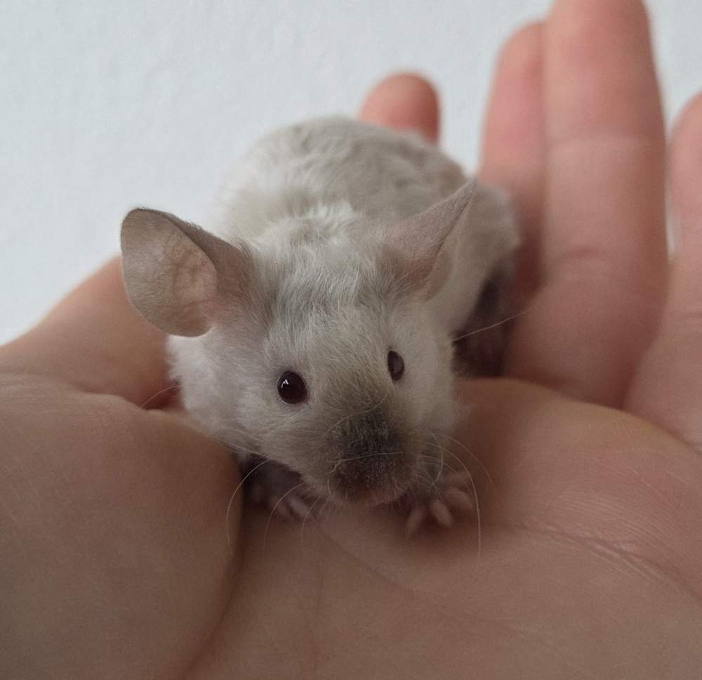 Fancy mouse Breeder Mus musculus 