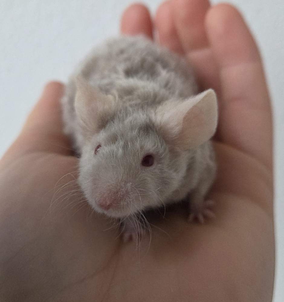 Fancy mouse Breeder Mus musculus 