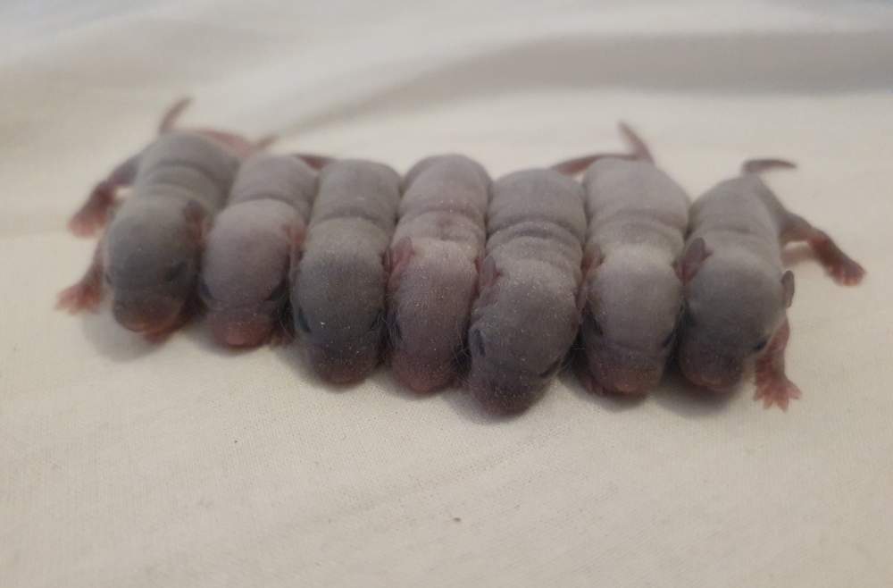 Fancy mouse Breeder Mus musculus 