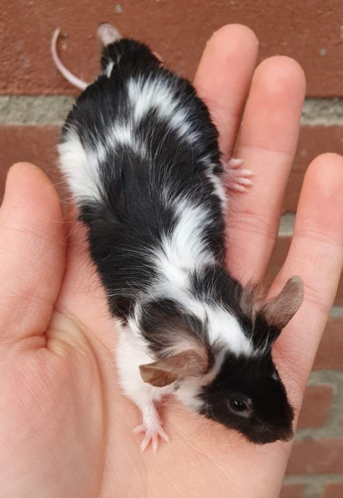 Fancy mouse Breeder Mus musculus 