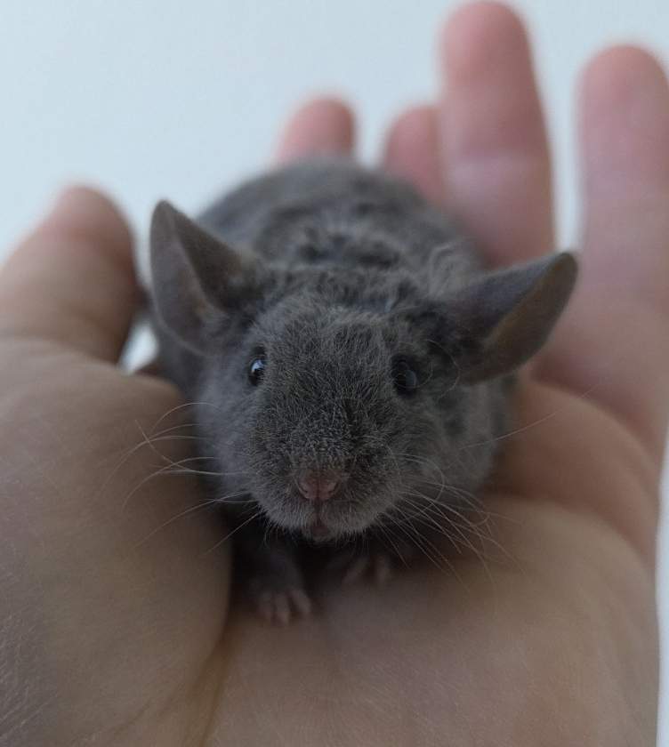 Fancy mouse Breeder Mus musculus 