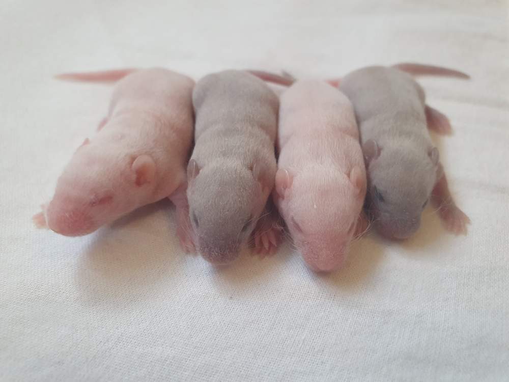 Fancy mouse Breeder Mus musculus 