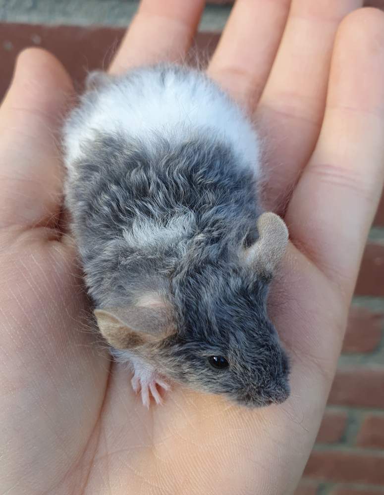 Fancy mouse Breeder Mus musculus 