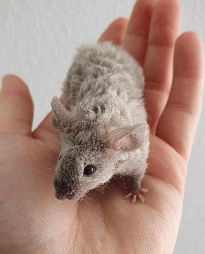 Fancy mouse Breeder Mus musculus 