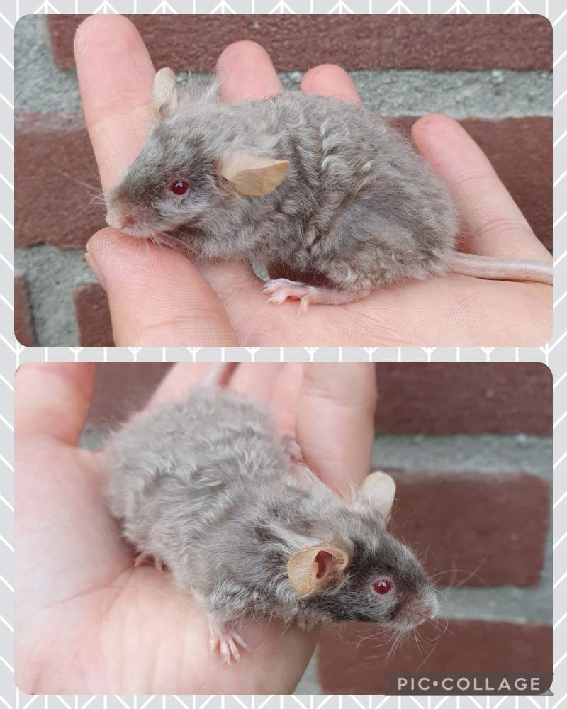 Fancy mouse Pet only Mus musculus 