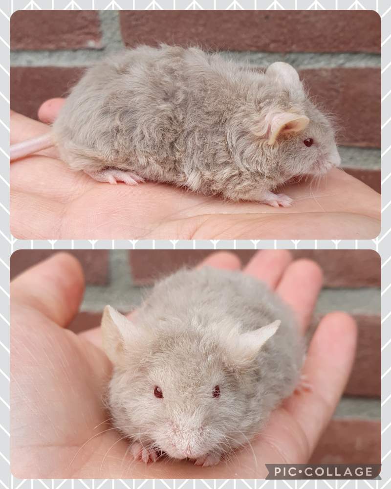 Fancy mouse Breeder Mus musculus 