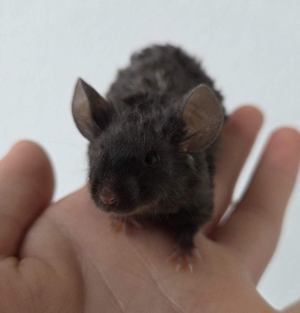 Fancy mouse Breeder Mus musculus 