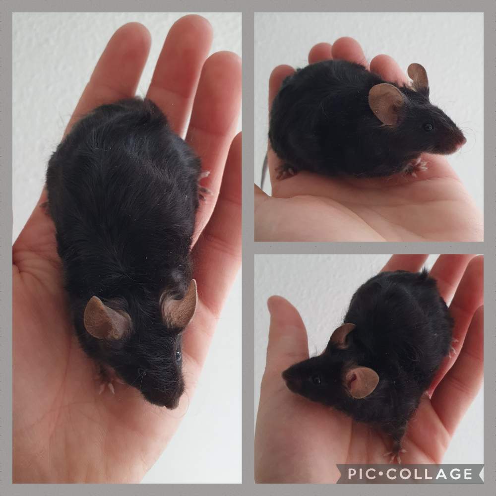 Fancy mouse Pet only Mus musculus 