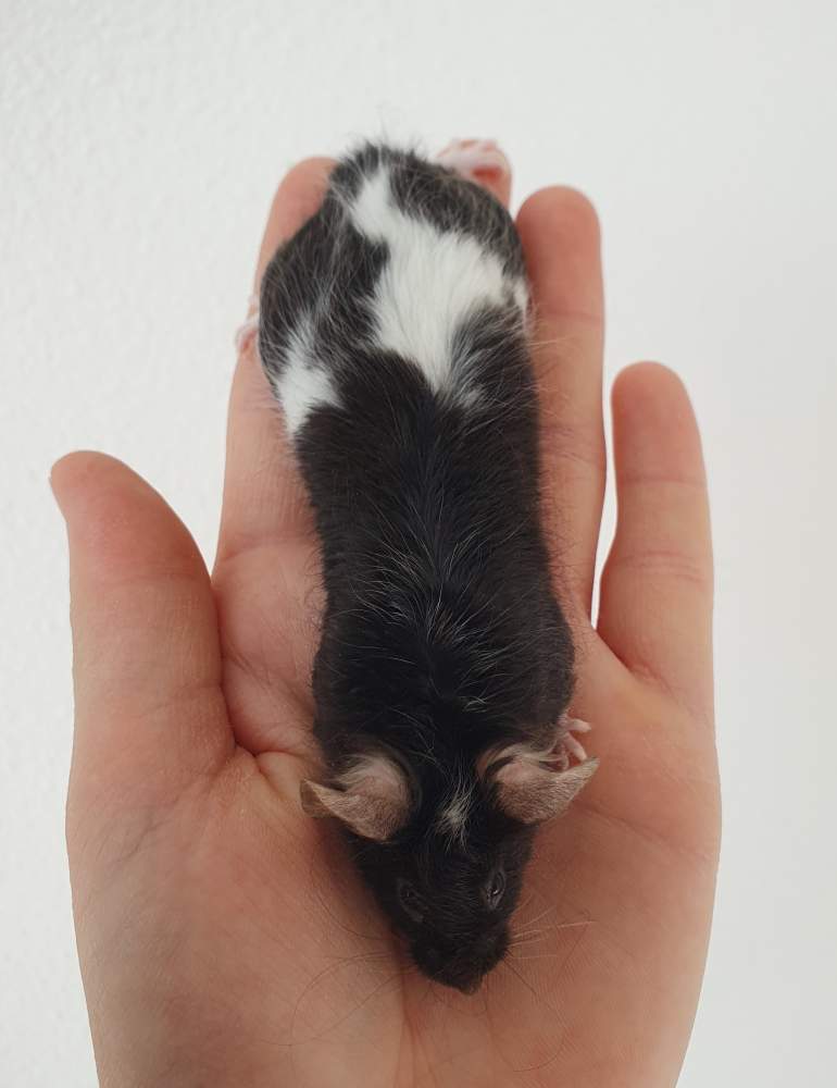 Fancy mouse Breeder Mus musculus 