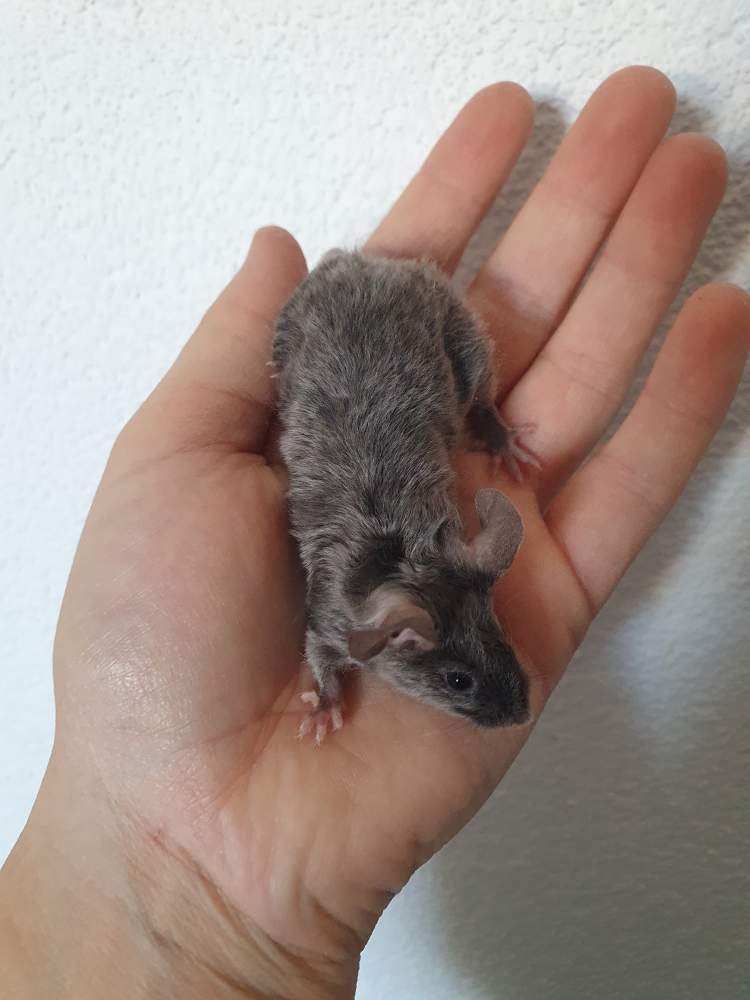 Fancy mouse Breeder Mus musculus 