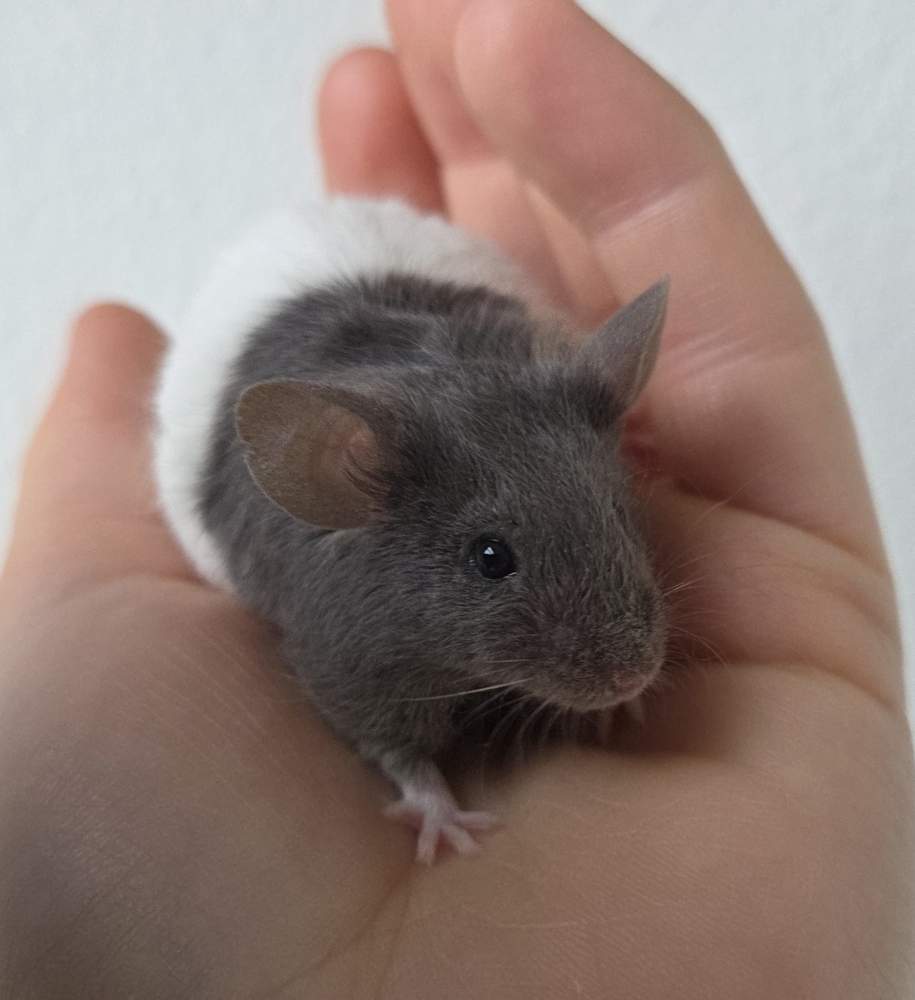 Fancy mouse Breeder Mus musculus 