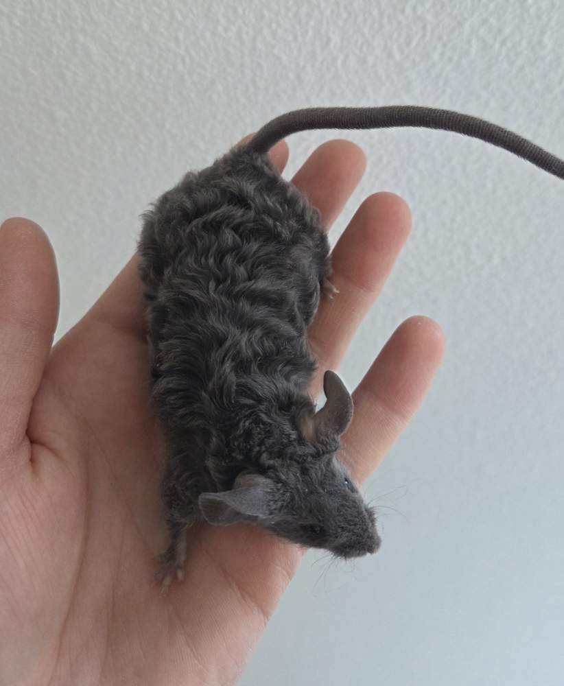 Fancy mouse Breeder Mus musculus 
