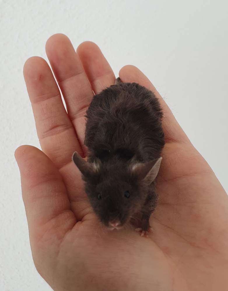 Fancy mouse Breeder Mus musculus 