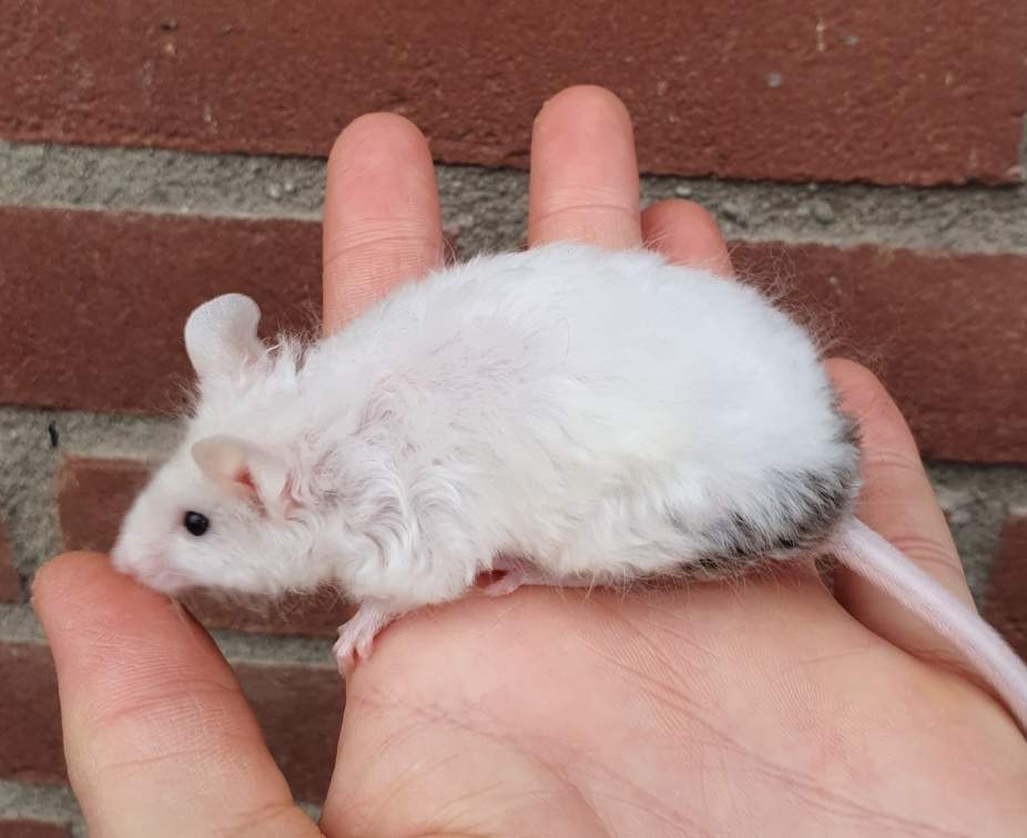 Fancy mouse Breeder Mus musculus 