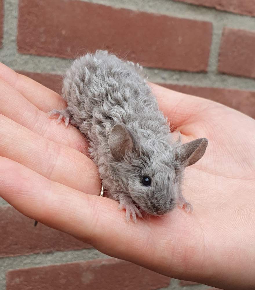 Fancy mouse Deceased Mus musculus 