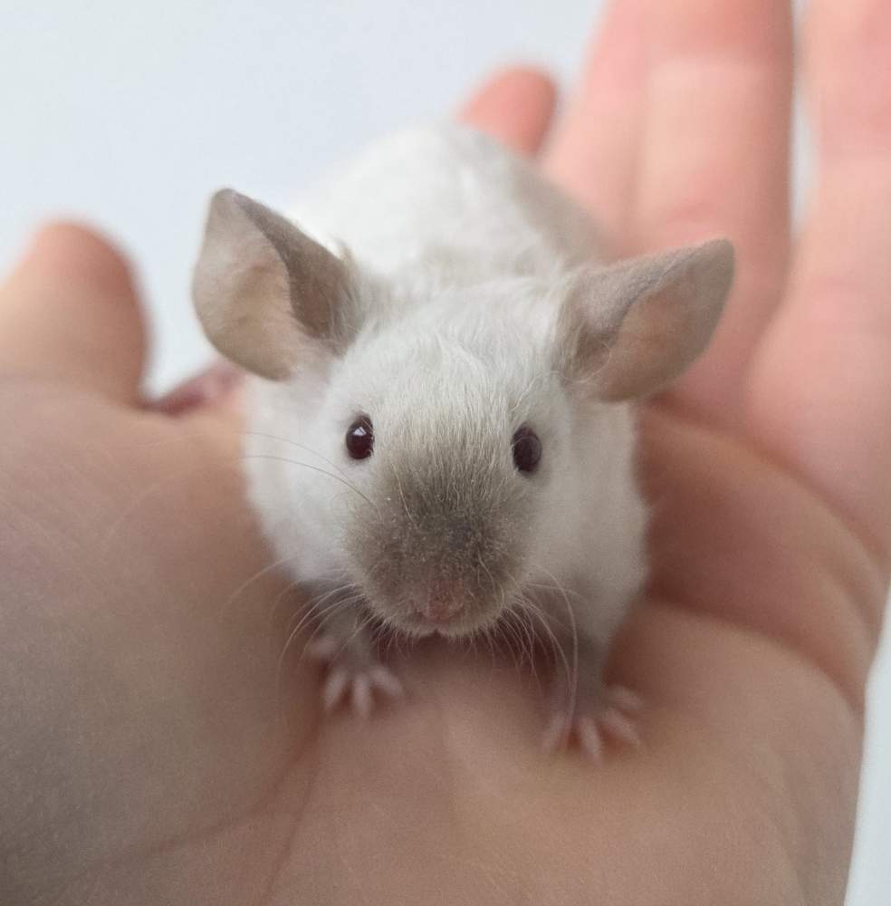 Fancy mouse Breeder Mus musculus 