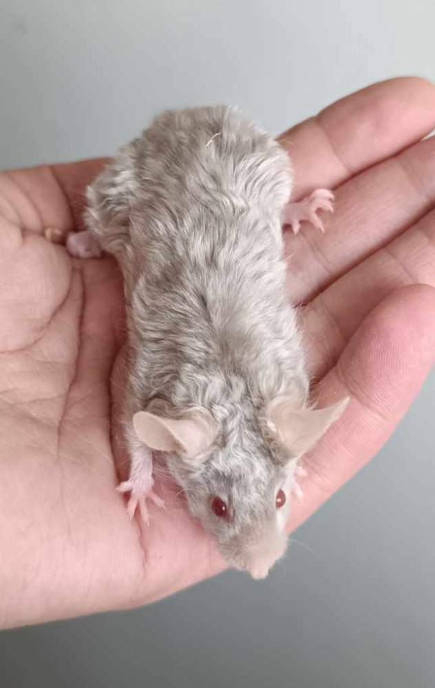 Fancy mouse Pet only Mus musculus 