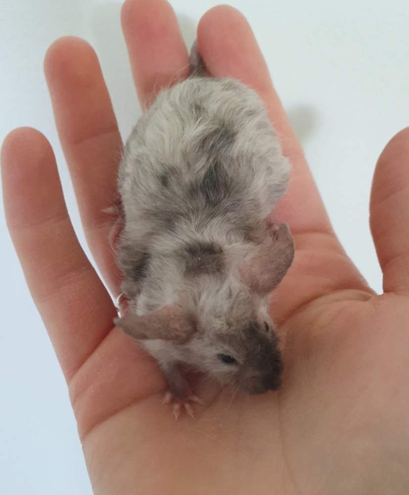 Fancy mouse Breeder Mus musculus 