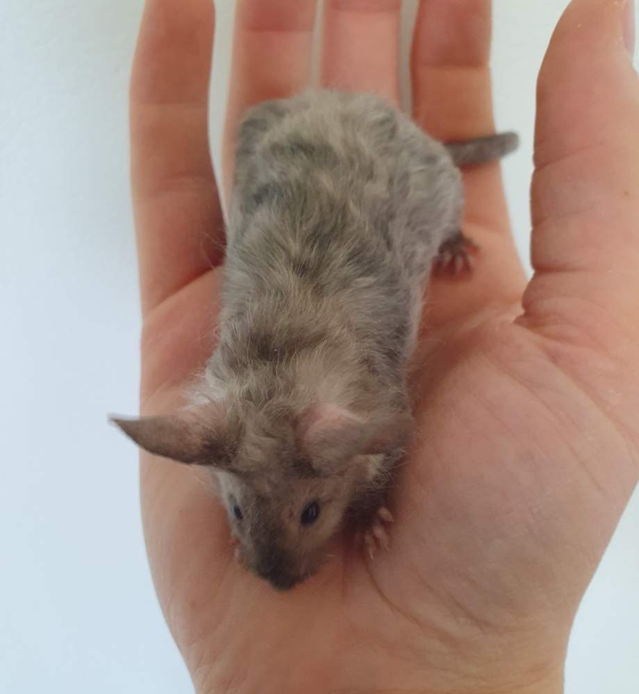 Fancy mouse Breeder Mus musculus 