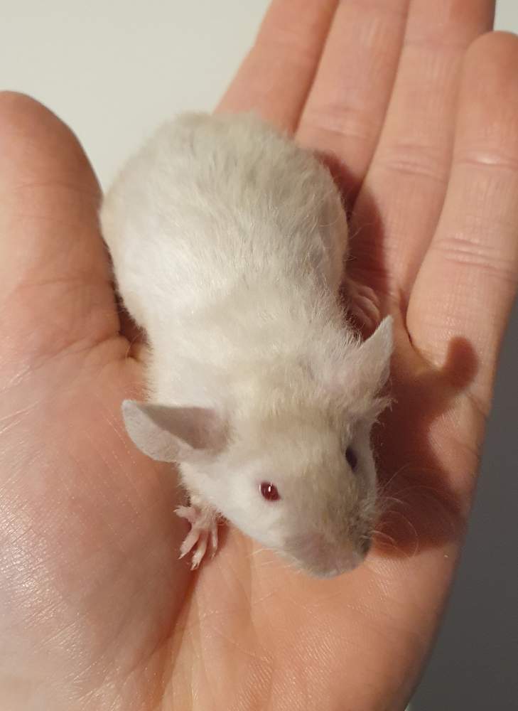 Fancy mouse Breeder Mus musculus 