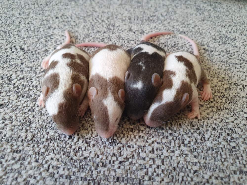 Fancy mouse Breeder Mus musculus 