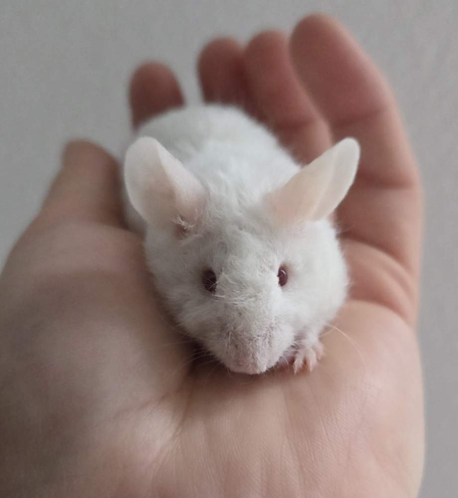 Fancy mouse Breeder Mus musculus 