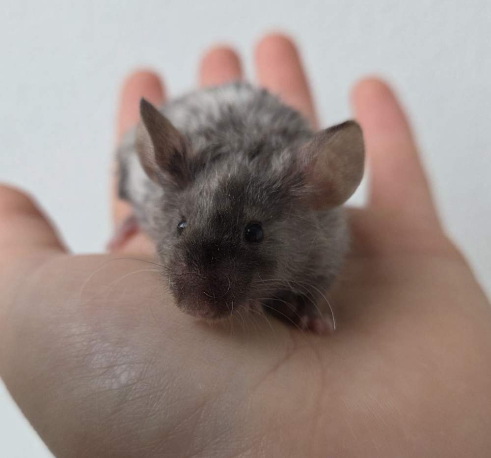 Fancy mouse Breeder Mus musculus 