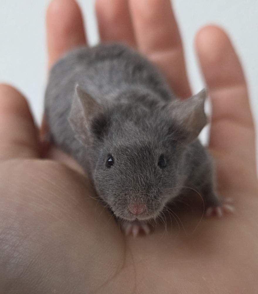 Fancy mouse Breeder Mus musculus 